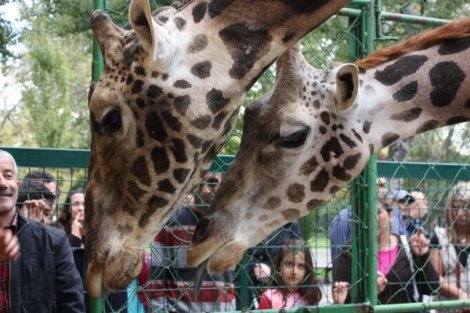 ozel-haber-hayvanat-bahcesi-sakinleri-bayramda-ziyaretcilerini-bekliyor-IHA-20121024AW000438-6-t