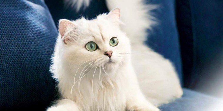 Порода кошек Турецкая ангора (С голубыми или разноцветными глазами) |  VMersine.com