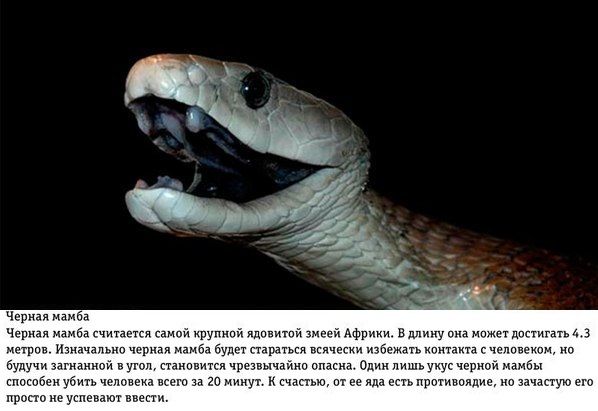 Его Зовут Мамба Его зовут мамба