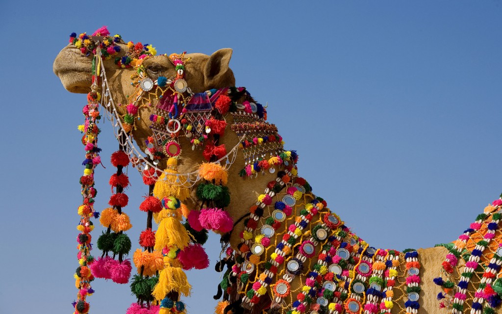 ??????? ??? ???-??? ??? (Decorated Camel in Jaisalmer)