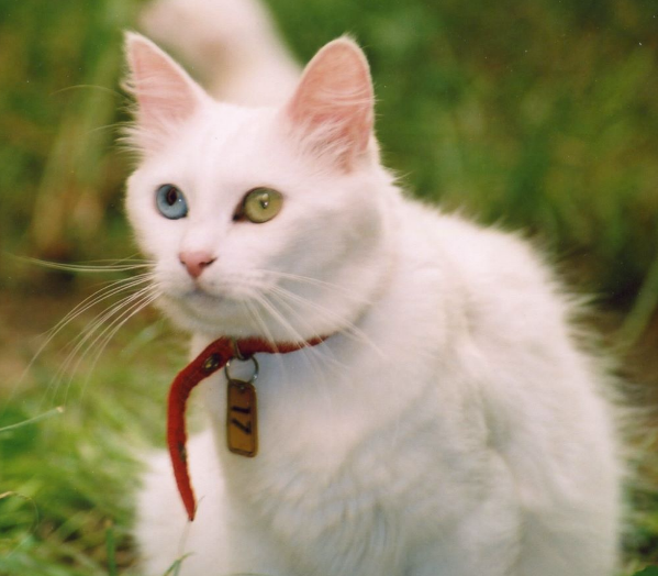 Порода кошек Турецкий ван (с разноцветными глазами) | VMersine.com
