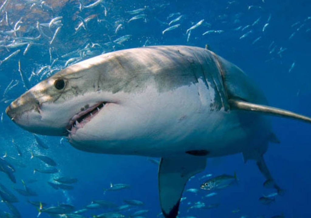 акула в Турции