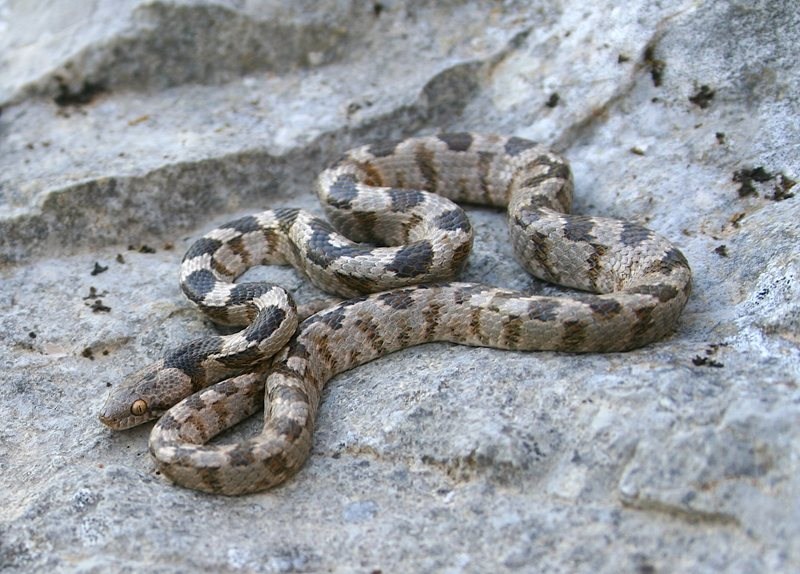 Cat-Snake-Telescopus-Fallax-Cyprus