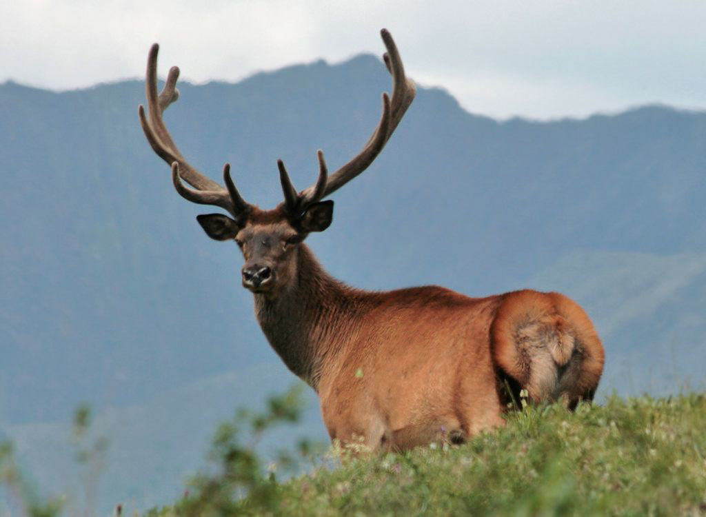 Cervus-elaphus-sibiricus