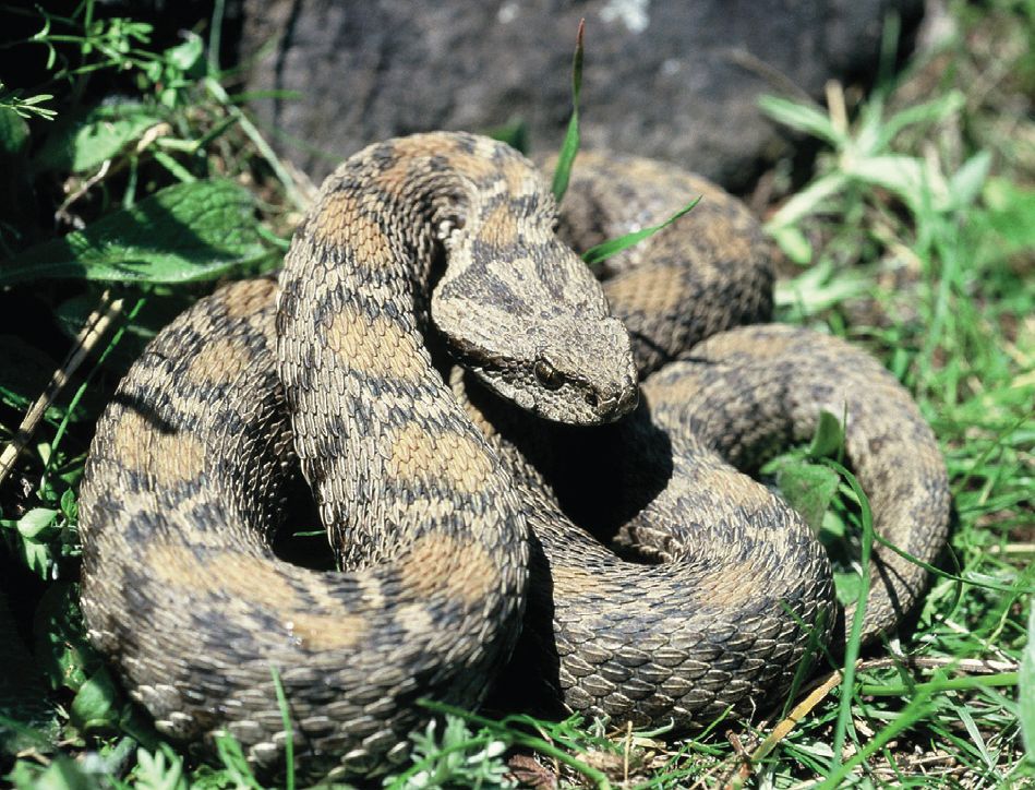 Montivipera_wagneri