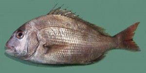 Pagrus_major_Red_seabream_ja01