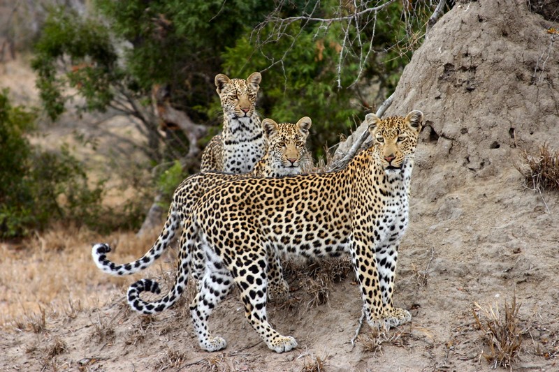 anatolian-leopard