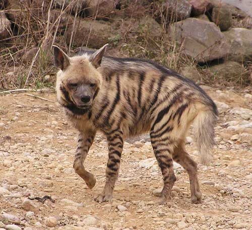 striped-hyena-2
