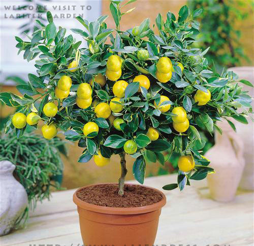 20Pcs-Garden-plants-With-Instructions-Bonsai-font-b-Lemon-b-font-font-b-Tree-b-font