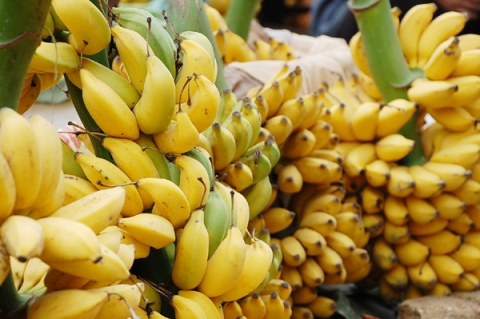 chuoi-ngu-is-a-variety-of-banana-that-has-grown-in-the-area-for-hundreds-of-years-it-is-small-and-has-bright-yellow-skin-and-a-sweet-smell-when-ripe-its-505487-chuoi-2