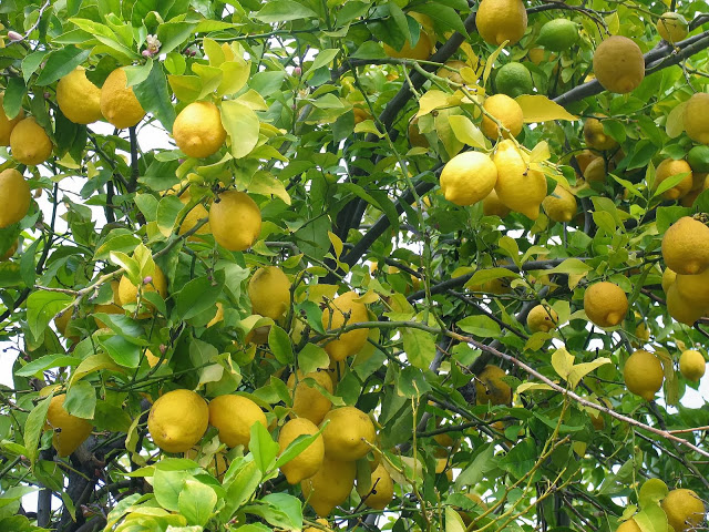 lemon-tree-fruit