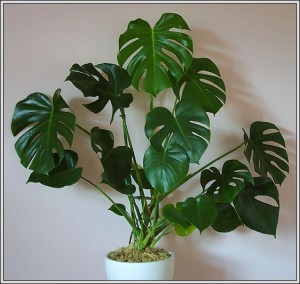 monstera