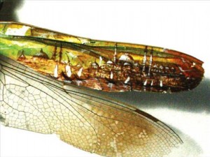 Balık pullarına pirinç tanelerine sinek kanatlarına çizimler yapan Hasan Kalenin mikroskobik ölçüdeki minyatürleri dünyanın birçok yerinde sergileniyor (8)