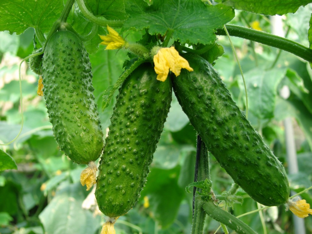 varieties-of-cucumbers-to-the-Urals