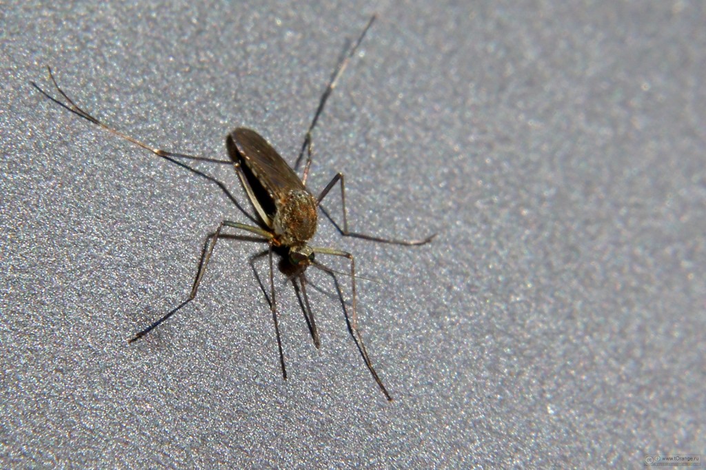 комар макро