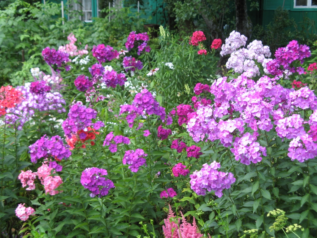 флоксы