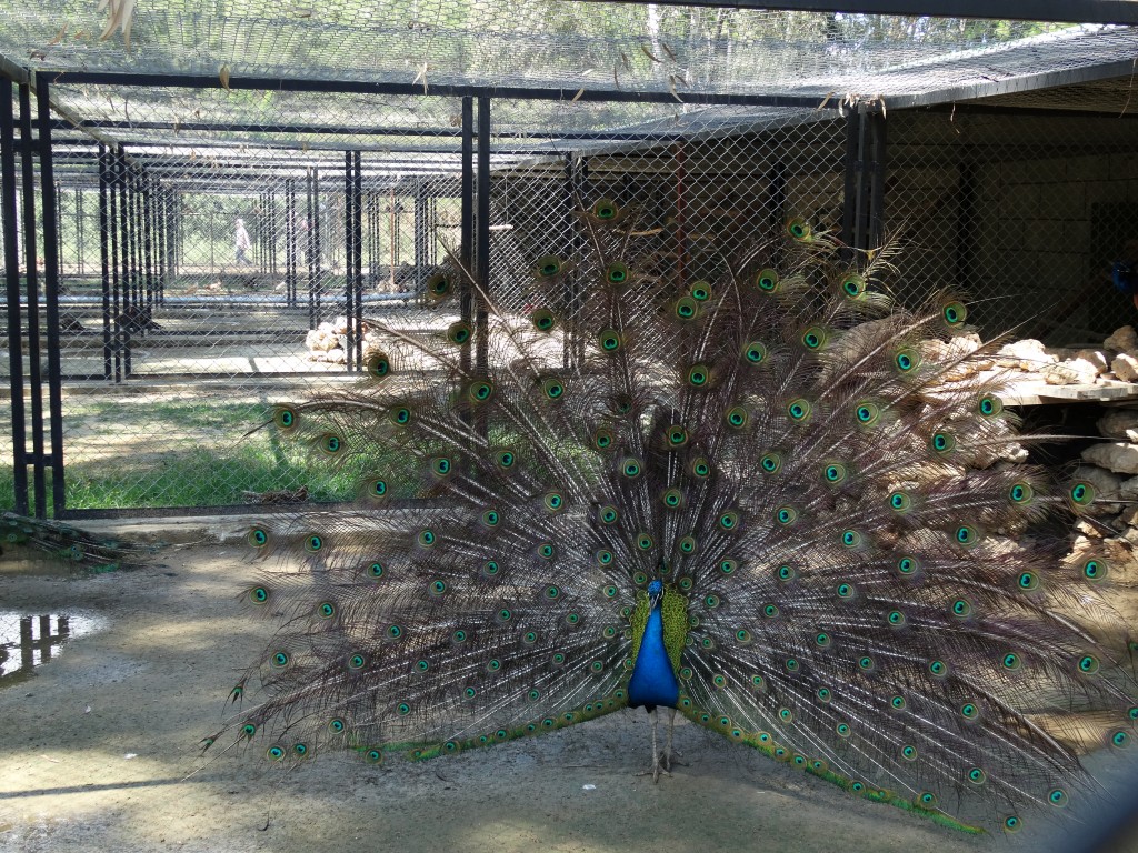 Mersin - Tarsus Hayvanat Bahçesi - Hayvan Parkı (24)