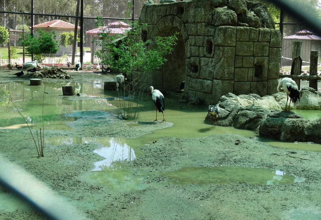 Mersin - Tarsus Hayvanat Bahçesi - Hayvan Parkı (26)