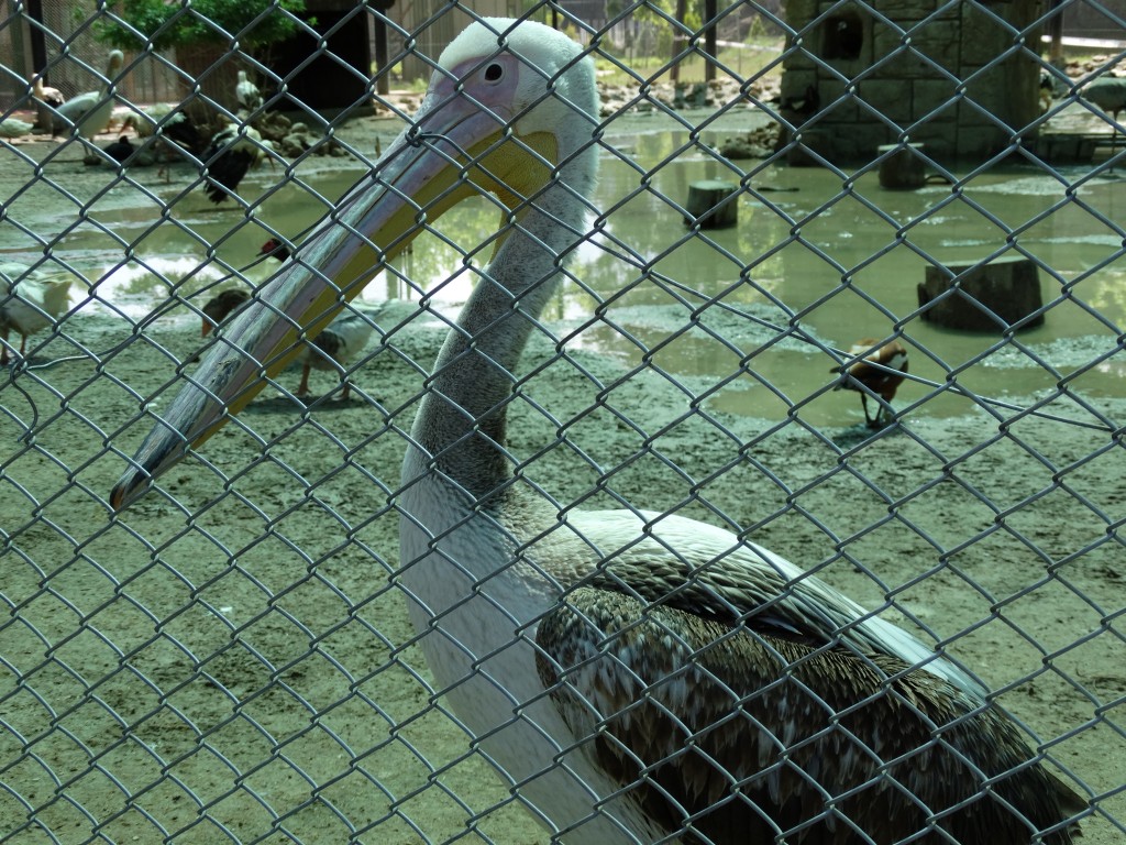 Mersin - Tarsus Hayvanat Bahçesi - Hayvan Parkı (28)