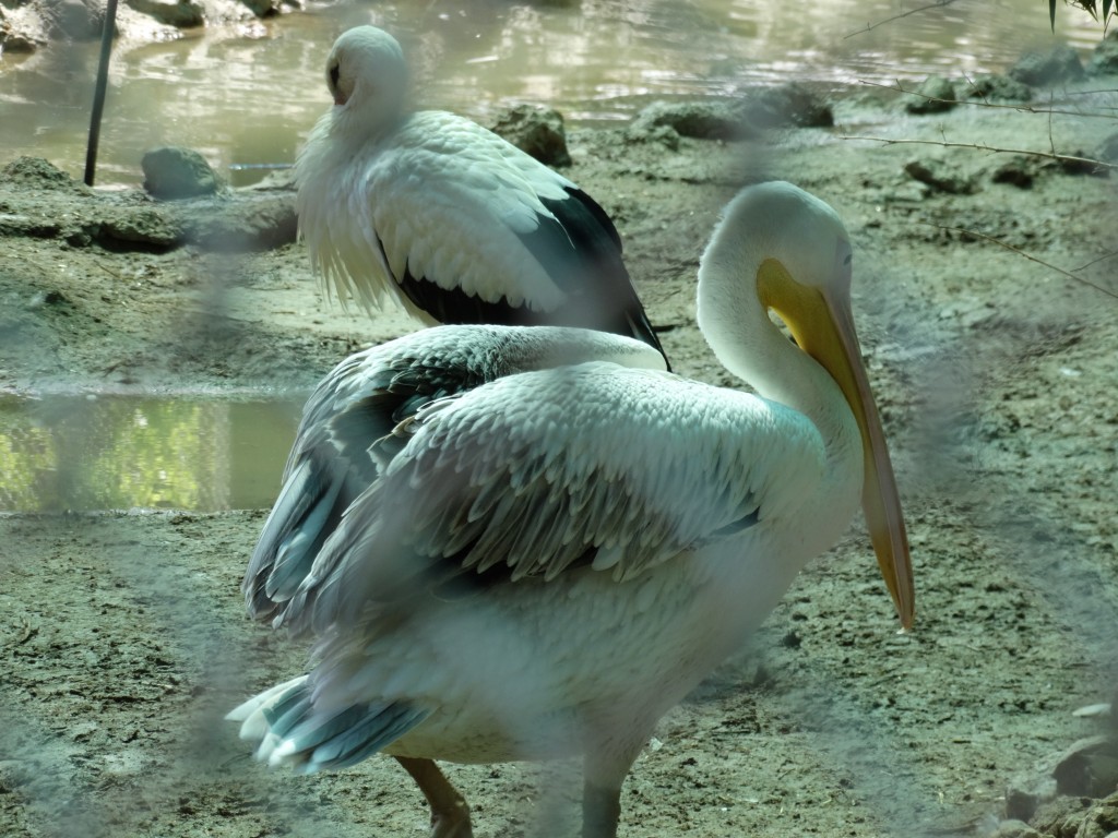 Mersin - Tarsus Hayvanat Bahçesi - Hayvan Parkı (30)