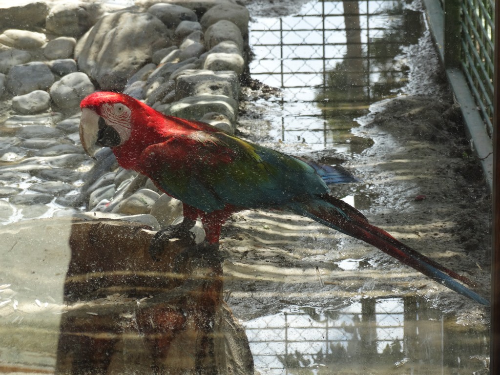 Mersin - Tarsus Hayvanat Bahçesi - Hayvan Parkı (35)