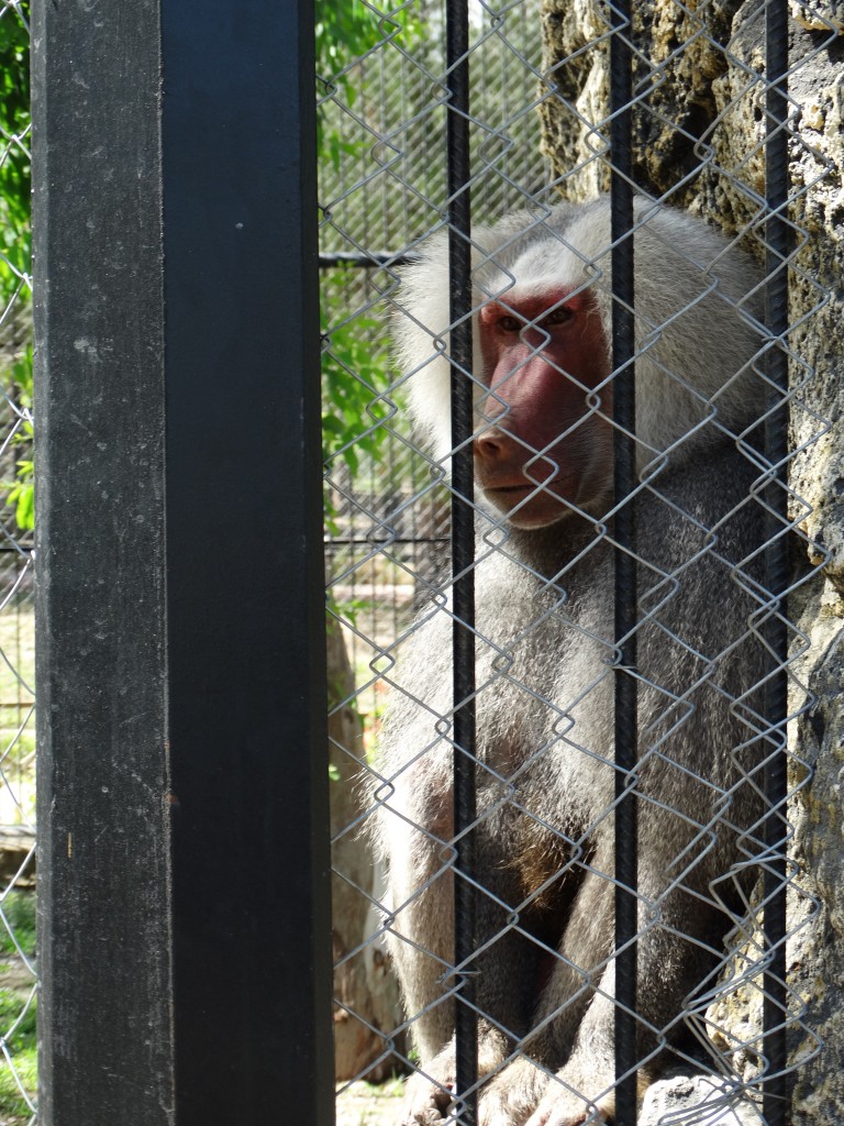 Mersin - Tarsus Hayvanat Bahçesi - Hayvan Parkı (66)