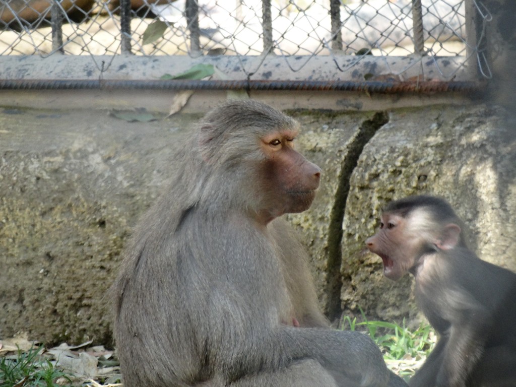 Mersin - Tarsus Hayvanat Bahçesi - Hayvan Parkı (69)