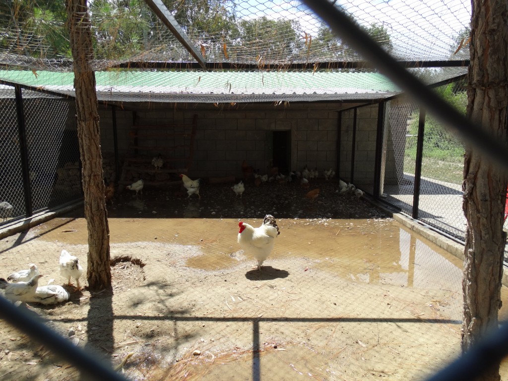 Mersin - Tarsus Hayvanat Bahçesi - Hayvan Parkı (7)