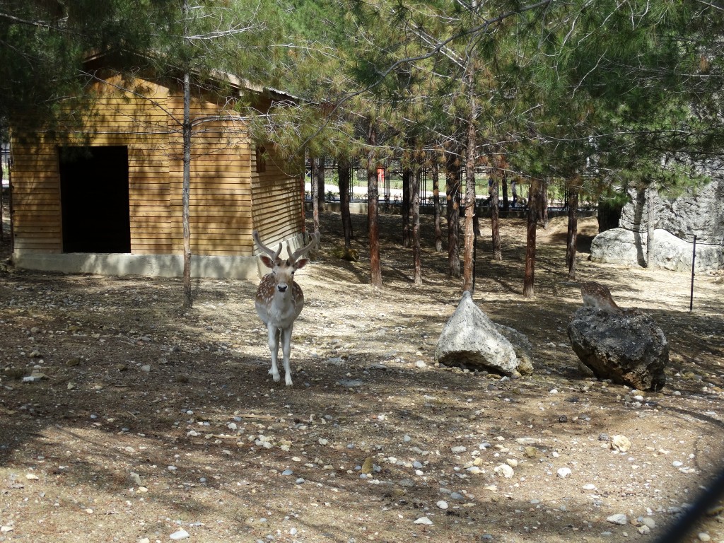 Mersin - Tarsus Hayvanat Bahçesi - Hayvan Parkı (78)