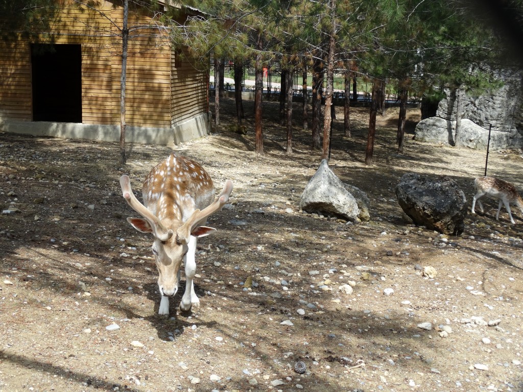 Mersin - Tarsus Hayvanat Bahçesi - Hayvan Parkı (80)