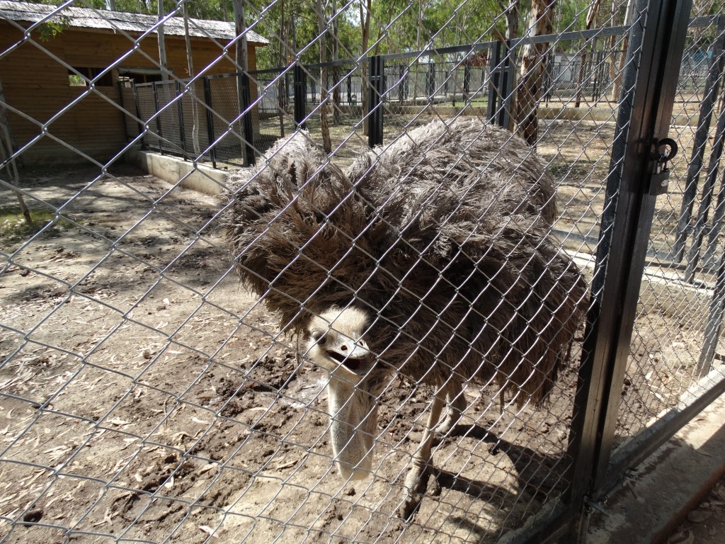 Mersin - Tarsus Hayvanat Bahçesi - Hayvan Parkı (81)
