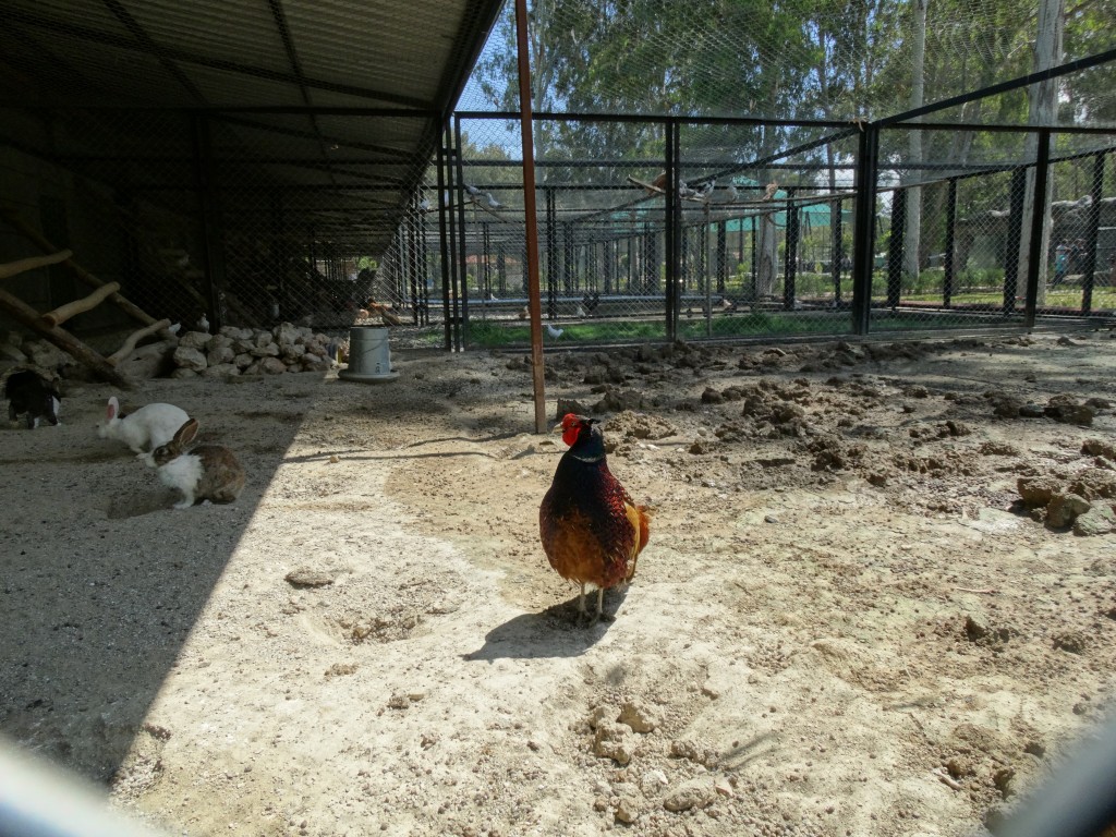Mersin - Tarsus Hayvanat Bahçesi - Hayvan Parkı (9)