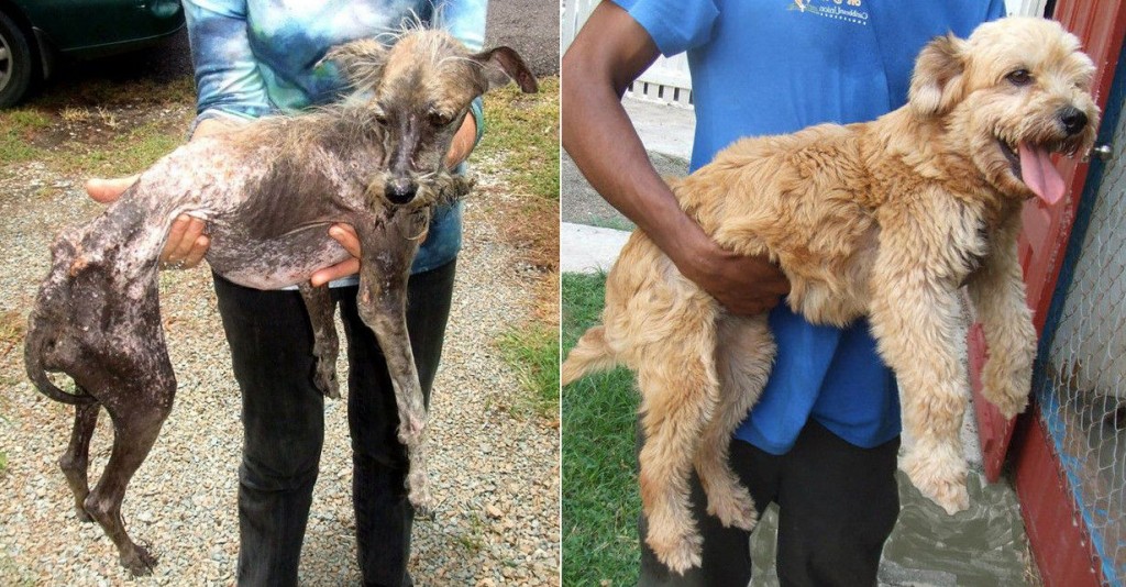 incredible_before_and_after_photos_of_rescued_dogs_01