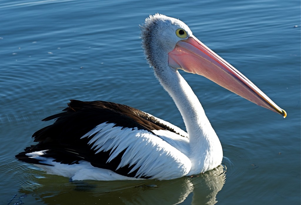Пеликан в Турции