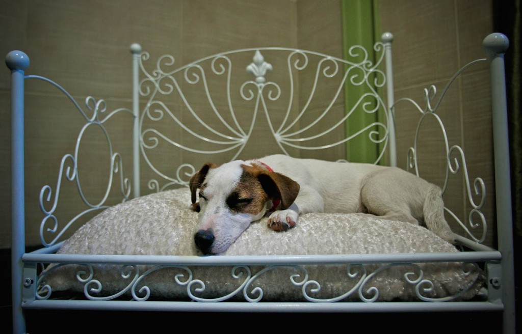 'Actuel Dogs' - Luxury Dogs Hotel Visit