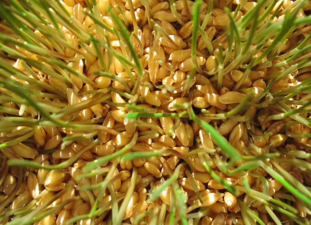 Пророщенные ростки пшеницы
