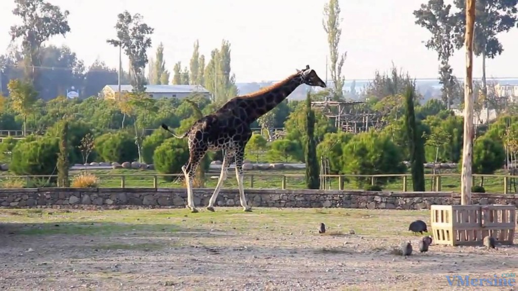 Жираф в Измирском зоопарке