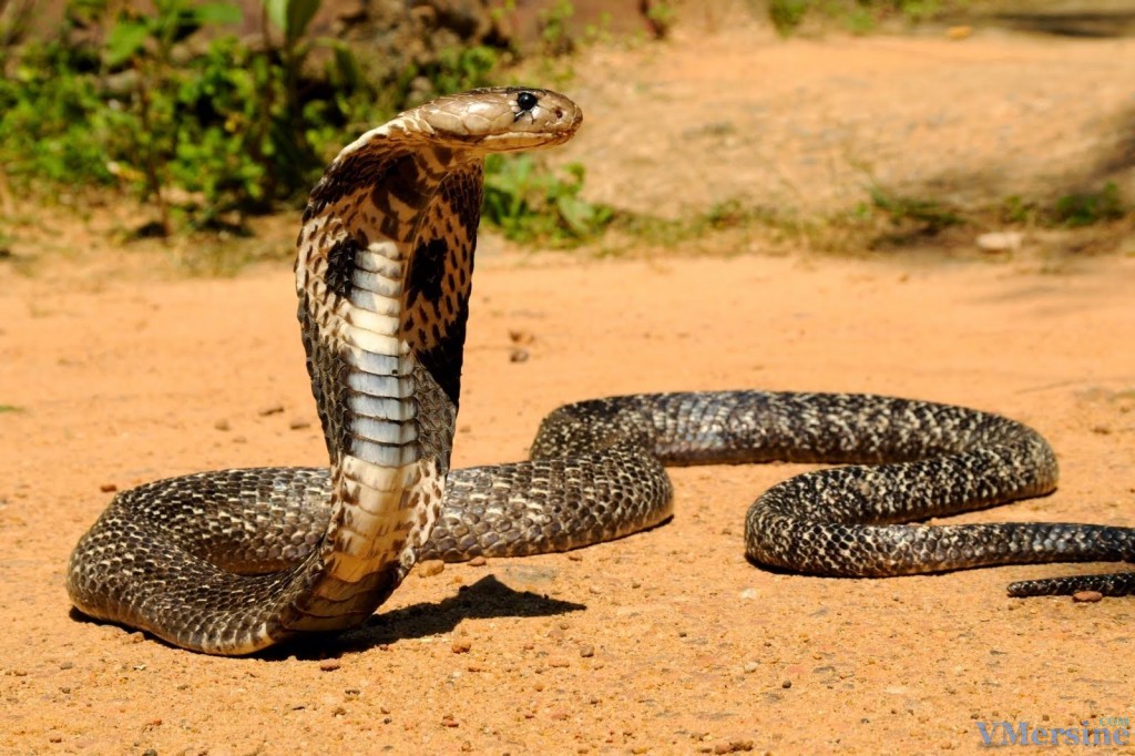 Как часто ест змея, как долго змея может прожить без еды