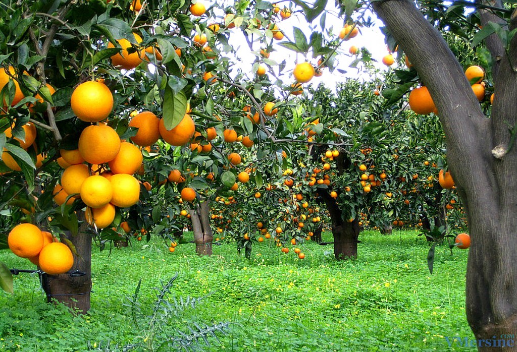 апельсины в Мерсине в Анталии