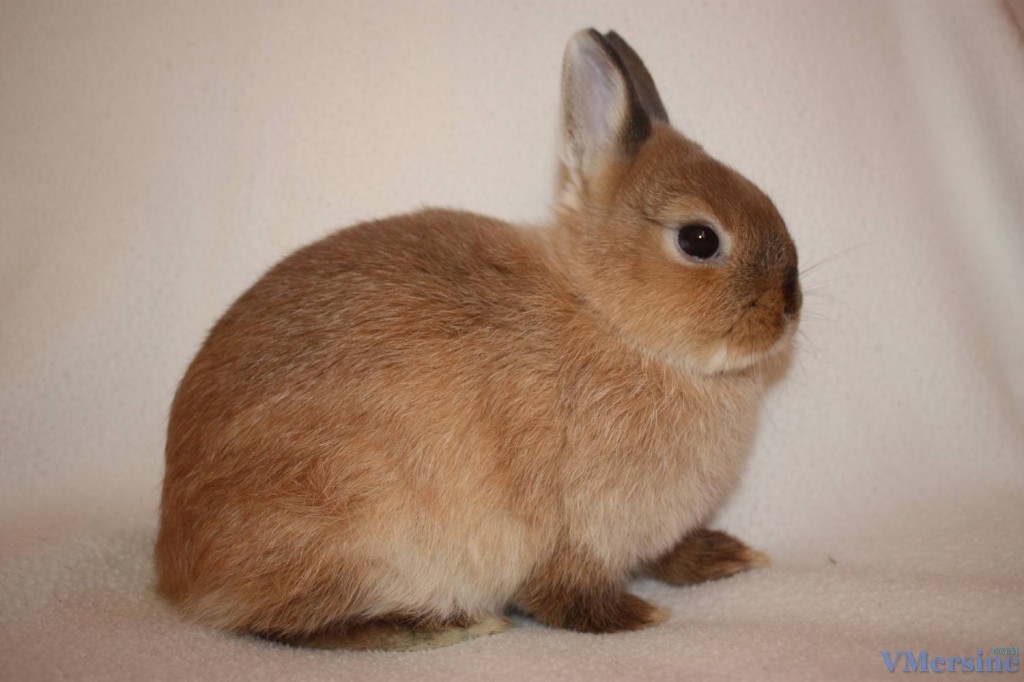 Цветной карлик или Короткошёрстный карликовый кролик