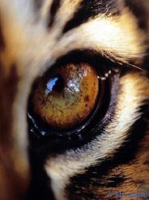 Тигровый глаз 3